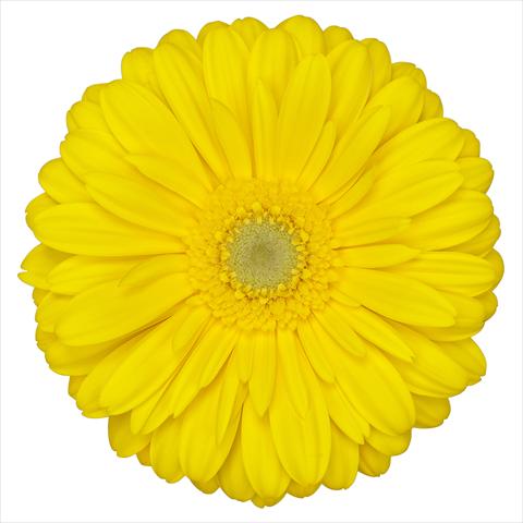 photo of flower to be used as: Pot Gerbera jamesonii Panama®