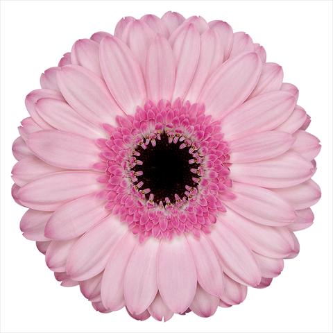 photo of flower to be used as: Pot Gerbera jamesonii Rosario®