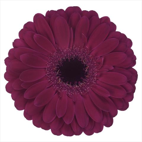 photo of flower to be used as: Pot Gerbera jamesonii Vitara®