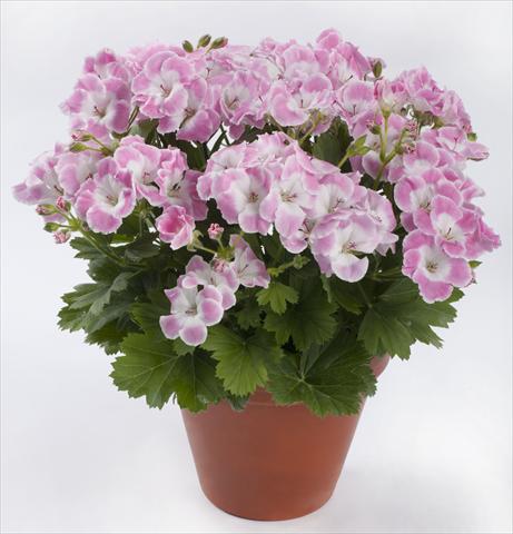 photo of flower to be used as: Patio, pot Pelargonium grandiflorum pac® Bermuda Soft Pink