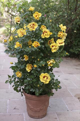 photo of flower to be used as: Bedding / border plant Rosa rampicante Gp Eyeconic®