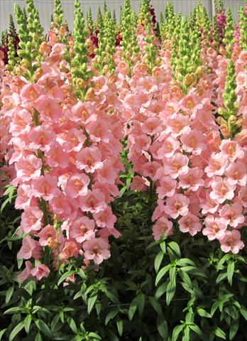 photo of flower to be used as: Pot and bedding Antirrhinum majus Snapdragon Trumpet Pink