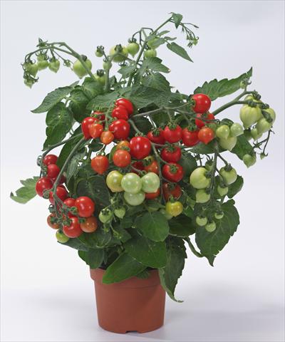 photo of flower to be used as: Pot, bedding, patio Solanum lycopersicum (pomodoro) Cuoricino
