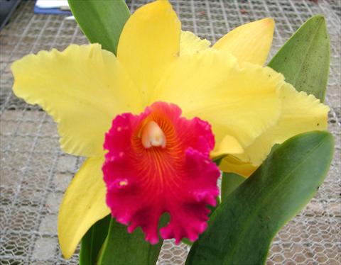 photo of flower to be used as: Pot Cattleya Yellow Ruby