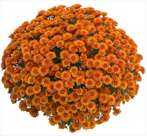 Foto fiore da  Vaso e aiola Chrysanthemum Gringo Orange