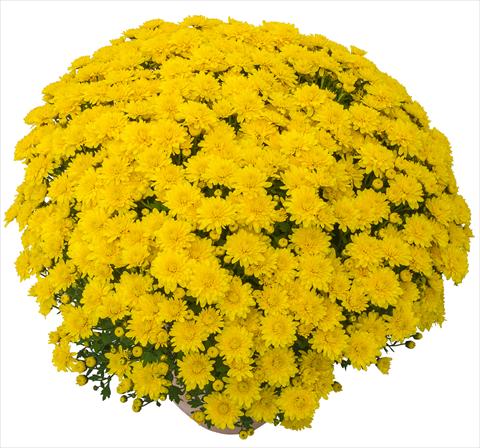 photo of flower to be used as: Pot and bedding Chrysanthemum Lingo Jaune