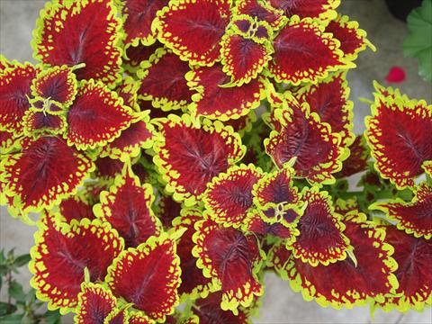 photo of flower to be used as: Pot and bedding Coleus RED FOX Oxford Street