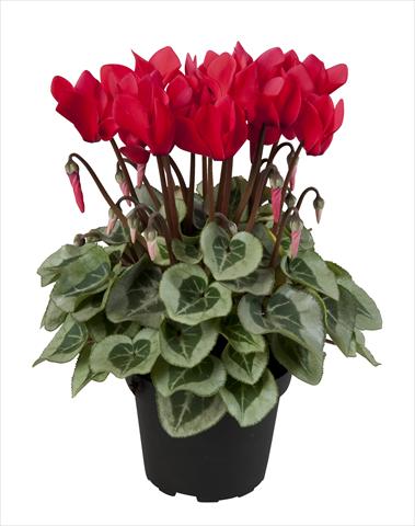 photo of flower to be used as: Basket / Pot Cyclamen persicum Super Serie® Rembrandt Red