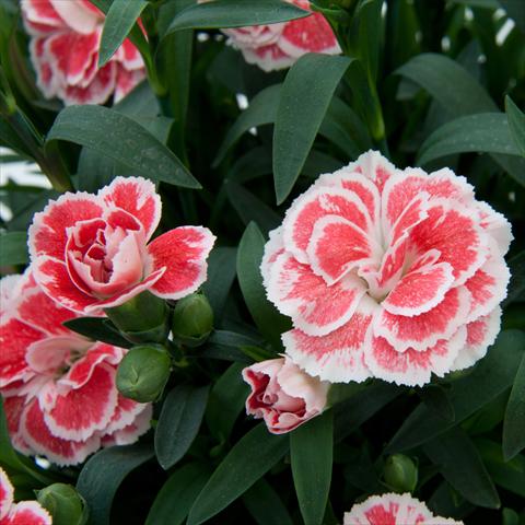 photo of flower to be used as: Pot Dianthus caryophyllus Oscar White+Red