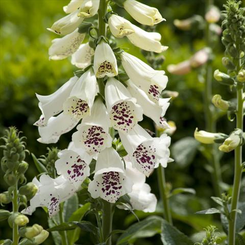 photo of flower to be used as: Bedding / border plant Digitalis purpurea Dalmatian White Improved