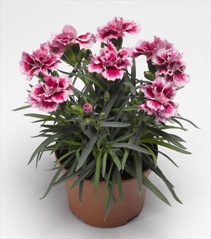 Foto fiore da  Basket vaso o aiuola Dianthus caryophyllus Suncharm Rose Picotee