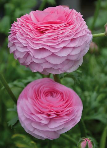 Foto fiore da  Vaso e aiola Ranunculus asiaticus Success® Rosado