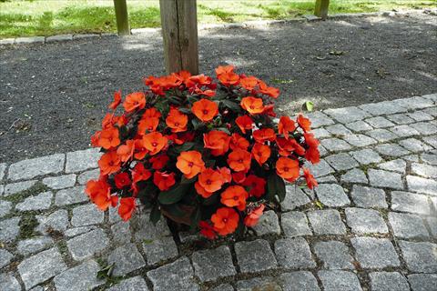 photo of flower to be used as: Bedding pot or basket Impatiens x hybrida SunPatiens Compact Hot Coral