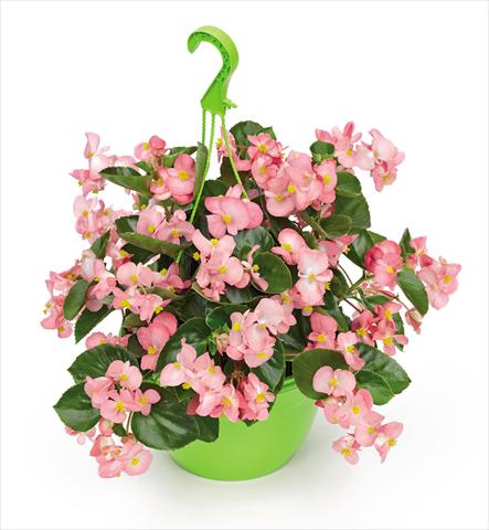 photo of flower to be used as: Pot and bedding Begonia x benariensis BIG Pink Green Leaf