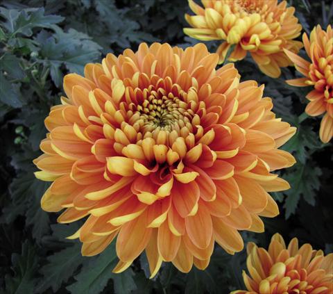 Foto fiore da  Vaso Chrysanthemum Alexia
