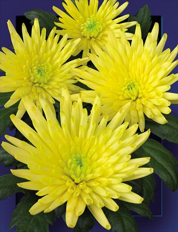 Foto fiore da  Reciso Chrysanthemum Carolle Yellow