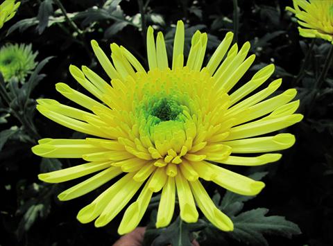 Foto fiore da  Reciso Chrysanthemum Yarada