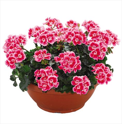 photo of flower to be used as: Pot Pelargonium zonale Openeyes Pink Red Splash