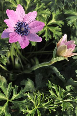 Foto fiore da  Reciso Anemone coronaria L. Concerto