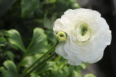 Foto fiore da  Reciso Ranunculus asiaticus Elegance Bianco