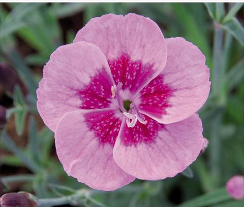 Foto fiore da  Vaso Dianthus caryophyllus Diantica® Pink Eye