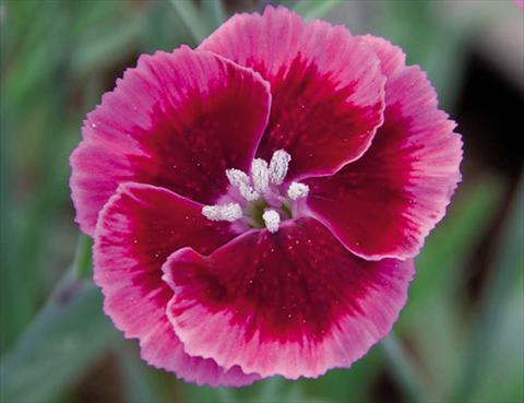 photo of flower to be used as: Pot Dianthus caryophyllus Diantica® Rasberry Cream