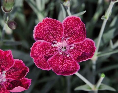 Foto fiore da  Vaso Dianthus caryophyllus Diantica® Wild Berry