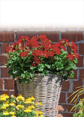 photo of flower to be used as: Pot Pelargonium interspec. Marcada Dark Red