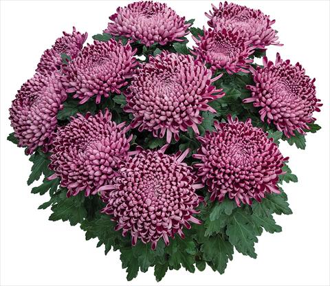 photo of flower to be used as: Pot Chrysanthemum Cyrano Violet