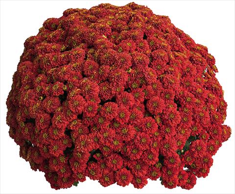 photo of flower to be used as: Pot Chrysanthemum Crisantemo a fiore Piccolo Rafia Rouge