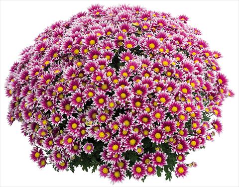 photo of flower to be used as: Pot Chrysanthemum Crisantemo a fiore Piccolo Stela Lilas
