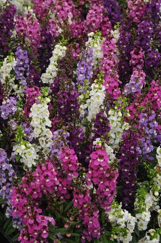 photo of flower to be used as: Pot and bedding Angelonia angustifolia Serenita Speciality Mix