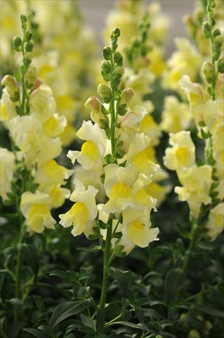 Foto fiore da  Vaso e aiola Antirrhinum majus Jumpstart Yellow