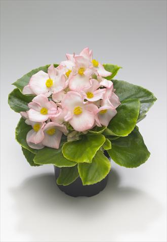 photo of flower to be used as: Bedding / border plant Begonia semperflorens Monza Appleblossom