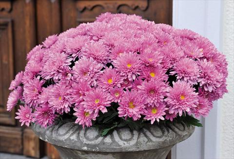 photo of flower to be used as: Pot Chrysanthemum Mystic Mums Experimental 2014
