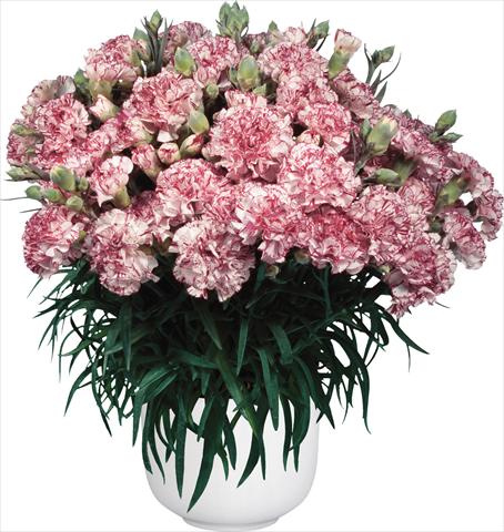 photo of flower to be used as: Pot Dianthus caryophyllus Oriental Bien Fait