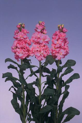 photo of flower to be used as: Pot and bedding Matthiola incana Iron Deep Pink