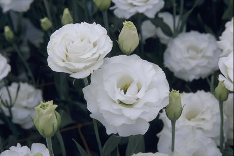 photo of flower to be used as: Pot Lisianthus (Eustoma grandiflorum) Croma III Silky White