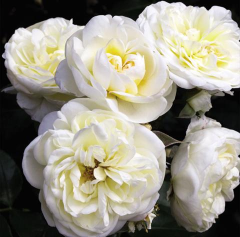 Foto fiore da  Vaso e aiola Rosa floribunda Lady Romantica