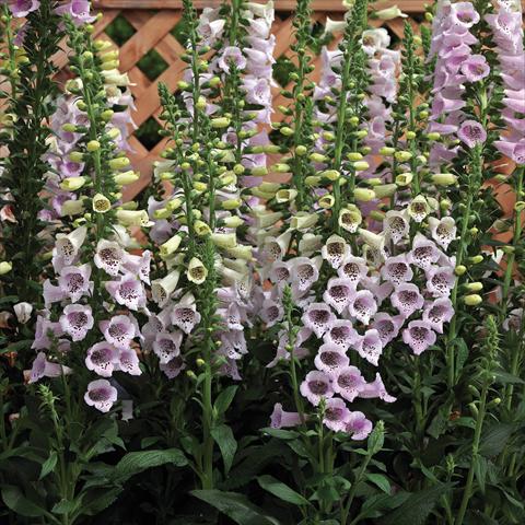 photo of flower to be used as: Pot and bedding Digitalis purpurea Virtuoso Lavender