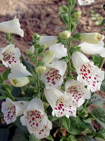 photo of flower to be used as: Pot Digitalis purpurea Virtuoso White