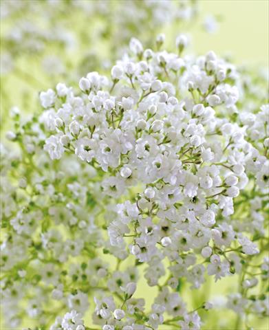 photo of flower to be used as: Bedding / border plant Gypsophila Pearls Petite