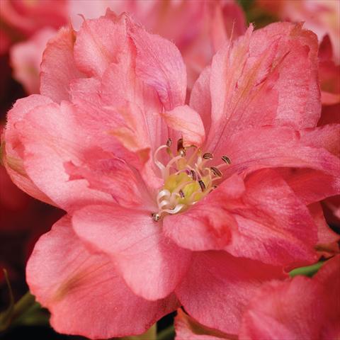 Foto fiore da  Vaso Delphinium hybrida Red Caroline