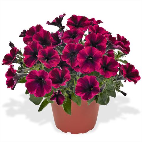photo of flower to be used as: Basket / Pot Petunia hybrida Sweetunia Suize Storm