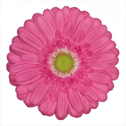 photo of flower to be used as: Pot Gerbera jamesonii Standard Samara®