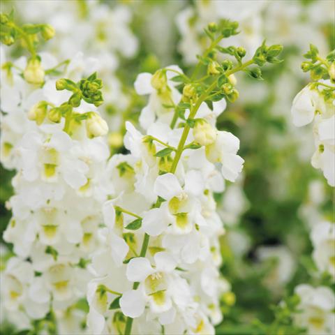 Foto fiore da  Vaso e aiola Angelonia angustifolia Serena White