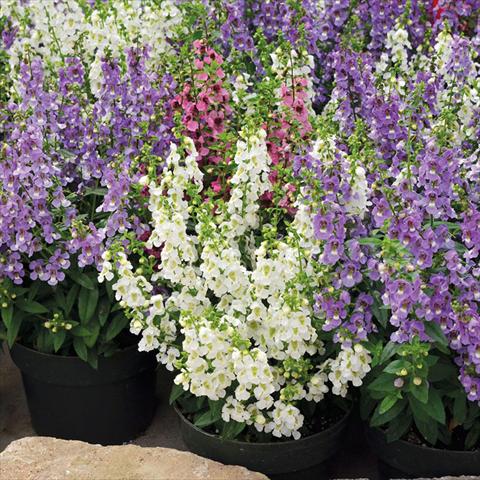 photo of flower to be used as: Pot and bedding Angelonia Serenita Mix