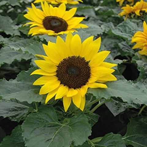 photo of flower to be used as: Patio, pot Helianthus annuus Girasole Sunsation Mix