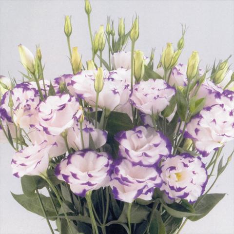 photo of flower to be used as: Cutflower Lisianthus F.1 Magic Blue Picotee