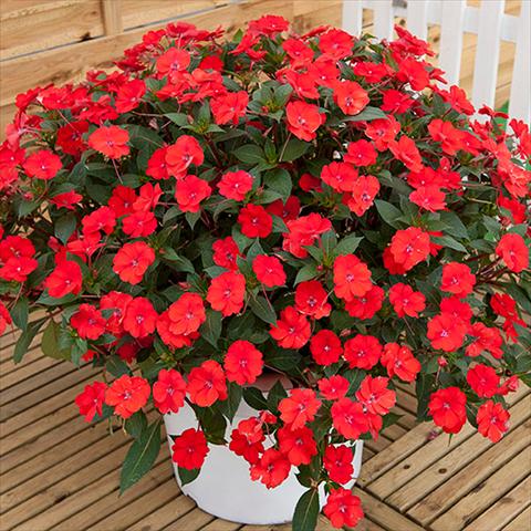 photo of flower to be used as: Bedding pot or basket Impatiens N. Guinea Sunpatiens Vigorous Scarlet Red